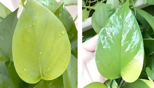 Agricultural Silicone Spreading And Penetrating Agent